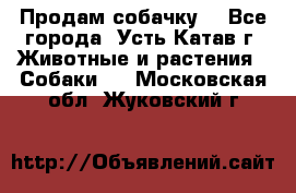 Продам собачку  - Все города, Усть-Катав г. Животные и растения » Собаки   . Московская обл.,Жуковский г.